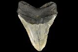 Fossil Megalodon Tooth - North Carolina #109782-1